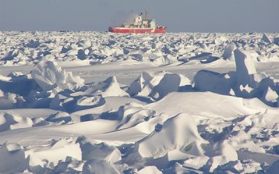 4. Presentem la base de l’ecosistema àrtic: les algues