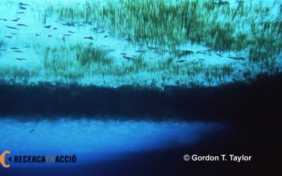 10. La selva de cristall – Part II