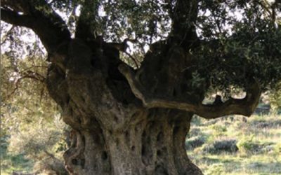 6. Senyalar el patrimoni immaterial