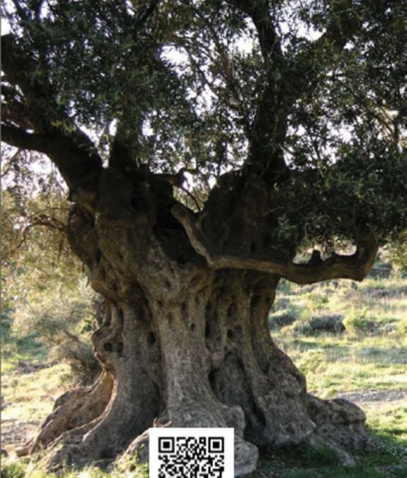 6. Senyalar el patrimoni immaterial