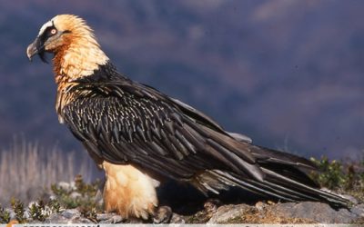 8- La recerca científica sobre el trencalòs desvela l’ecologia de l’espècie