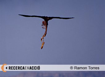 El verí torna a amenaçar als rapinyaires