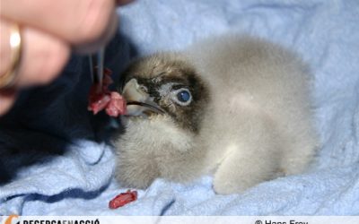 Com fan els trencalossos per pair els ossos?