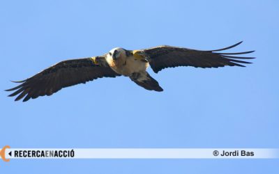 La vida privada de les bèsties