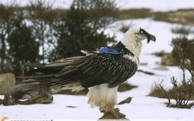 Pot ser que hagi vist un trencalòs blanc a Vallter?