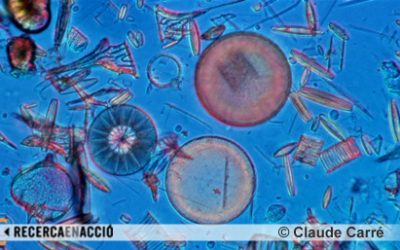 Què és el plàncton?