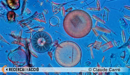 Què és el plàncton?