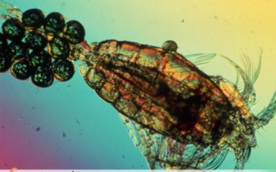 Quant temps viu un copèpode?