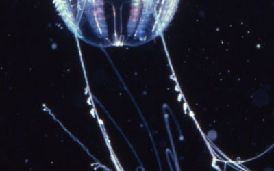 Entreu en el fòrum de Vida al Mar