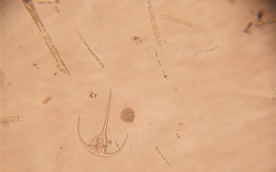 3. El plàncton, sempre igual al llarg de l’any?