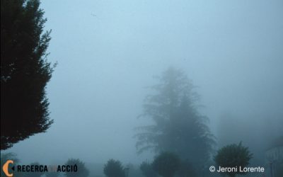 Per què surt la boira al matí ? Com es produeix?