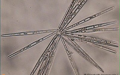 4. Descobrir el món del plàncton