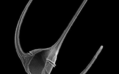 5. L’art de no enfonsar-se i de moure’s verticalment