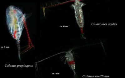 7. Qui es menja a qui a l’oceà?