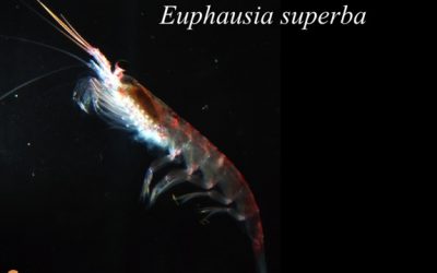 Com afecta el canvi climàtic a l'Antàrtida? Quines són les conseqüències d’aquest canvi?