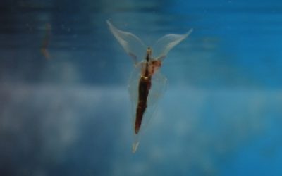 10. Enfrontar-se amb l’estudi del plàncton