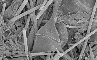 9. Hi ha més plàncton a la costa que mar endins?