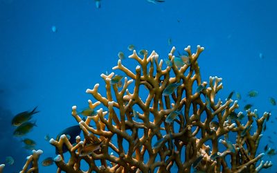 6. Un ecosistema productiu i vertical