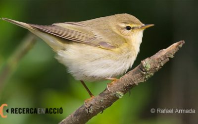 37. Què volen dir els noms dels ocells? (2010)