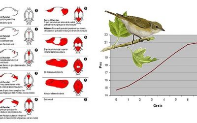 47. El greix, el combustible per migrar (2012)