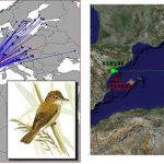 7. Com sabem a on van i d’on vénen els ocells?