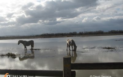 17. Creuaries el mar o aniries pel continent?