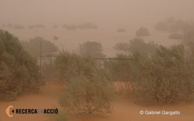 8. Què fan els ocells quan bufa la tramuntana?