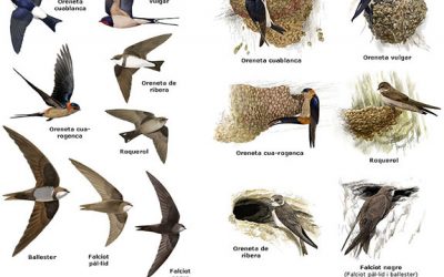 9. La primavera avança i més i més espècies van arribant!