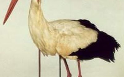 10. Una llança clavada en una cigonya desvela l’enigma de la migració