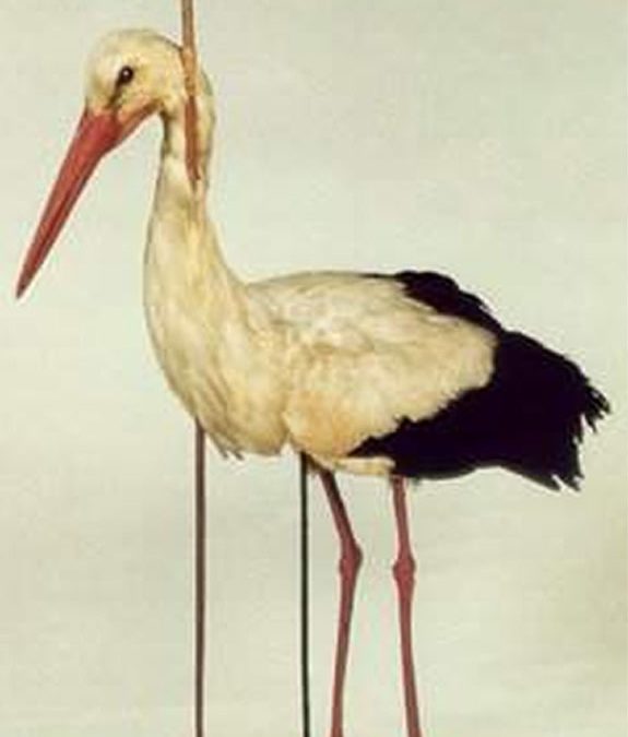 10. Una llança clavada en una cigonya desvela l’enigma de la migració