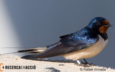 4. Ja són aquí les primeres grues, orenetes, àguiles…