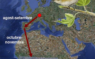 12. Com s’orienten els ocells?