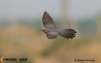 Envia'ns les teves fotos d'ocells!