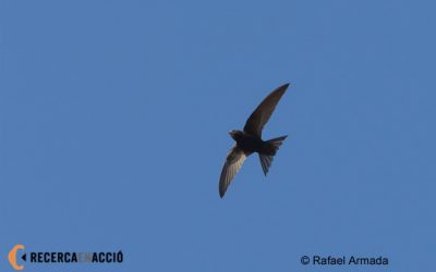 Aus en època de migracions