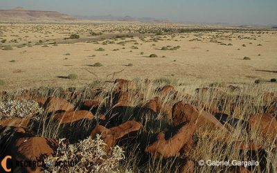 14. El canvi climàtic afecta la migració dels ocells?