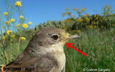16. Hem descobert que alguns ocells també s’alimenten de flors!