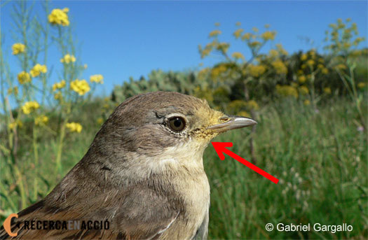 16. Hem descobert que alguns ocells també s’alimenten de flors!