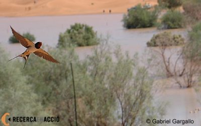 19. La manera més ràpida i econòmica de viatjar