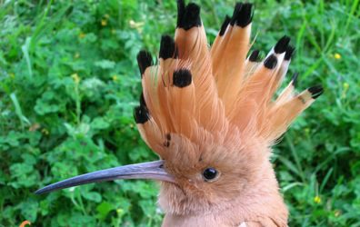 Migradors de primavera