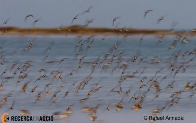 21. On observar ocells durant la migració?