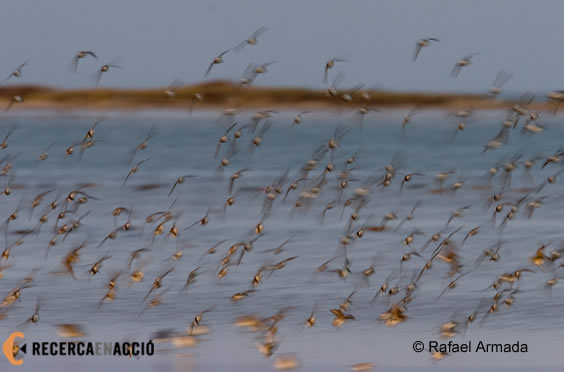 21. On observar ocells durant la migració?