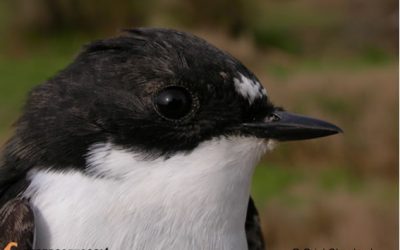 23. Hem anellat ja 85 espècies diferents d’ocells migradors!