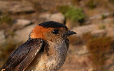 Identificació d'ocells