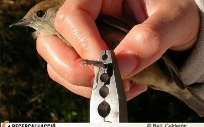 24. Per què hi ha ocells que travessen el Sàhara i d’altres es queden tot l’any aquí?