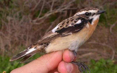 Realitzar un bon estudi ornitològic