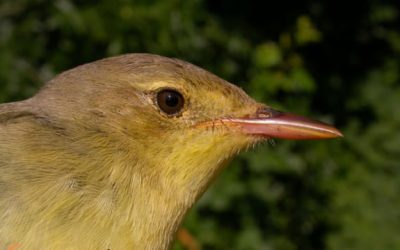 25. La migració s’acaba per a moltes espècies…