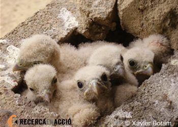 L'espectacle dels rapinyaires i les aus planadores