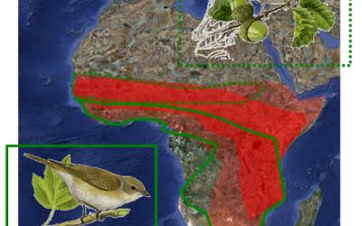 26. On hivernen els ocells migradors de llarga distància?