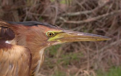 27. Primers resultats de la migració de primavera de 2009