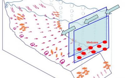 12: Amunt i avall: les migracions verticals diàries de les meduses